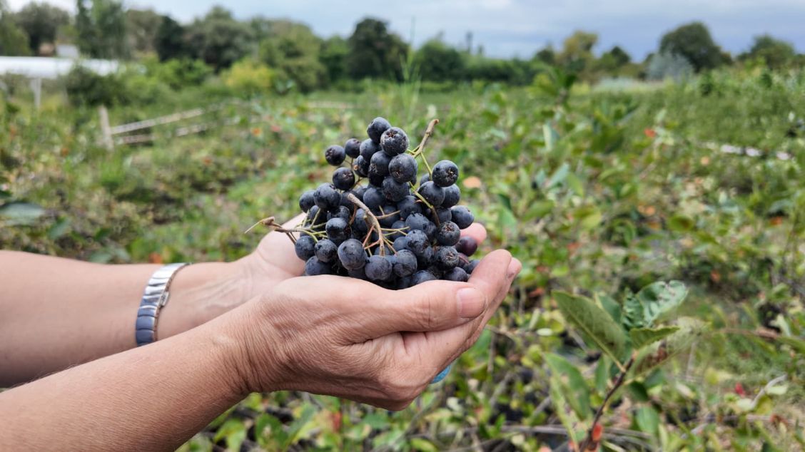 Yalova’nın Siyah İncisi Aronya ve Aronya Festivali